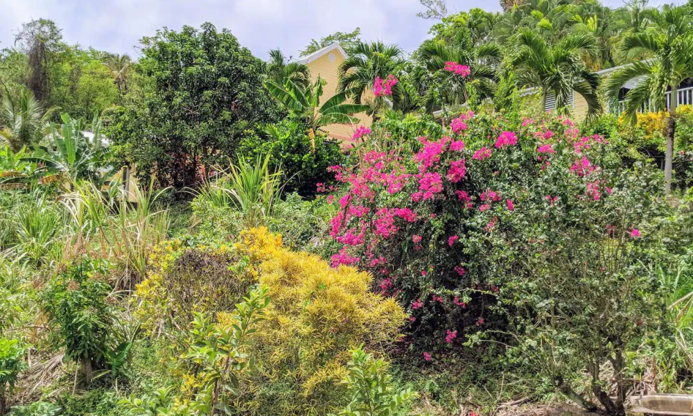 Unique-Caribbean-52058549-14